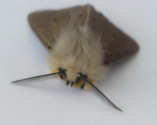 Diaphora mendica